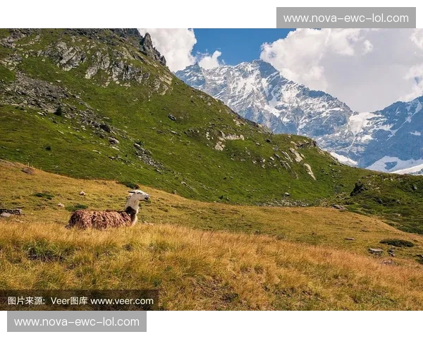 洪都拉斯vs瑞士:在中美洲的绿宝石与阿尔卑斯山的风光之间,一场跨越山海的足球之约 洪都拉斯vs瑞士:在中美洲的绿宝石与阿尔卑斯山的风光之间,一场跨越山海的足球之约